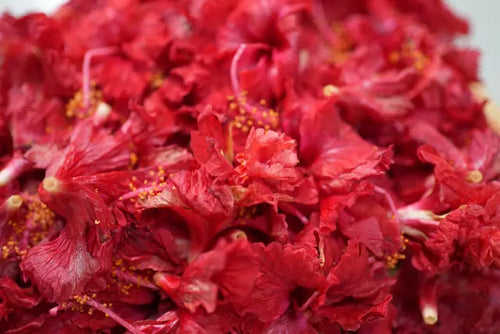 Hibiscus