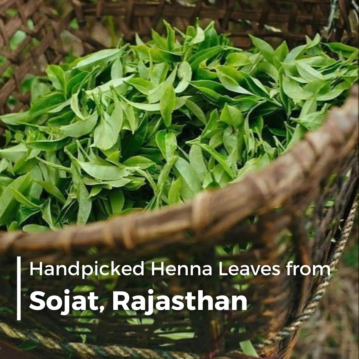 Hair Colour Kit - Herbal Hair Dye with Premium grade ingredients for Long Lasting Black Color