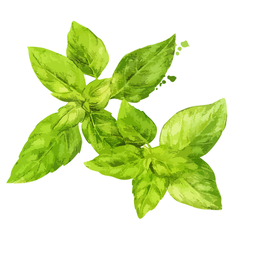 Neem / Tulsi