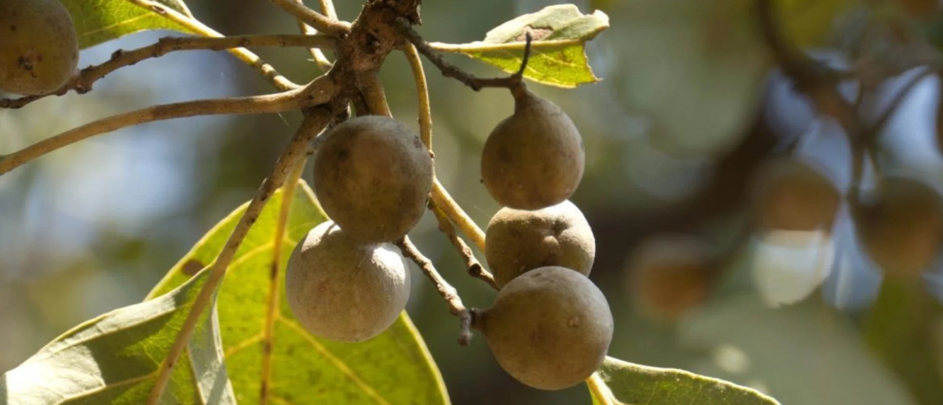 Bibhitaki (Beleric Myrobalan)
