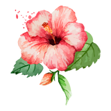 Hibiscus Leaf & Flower