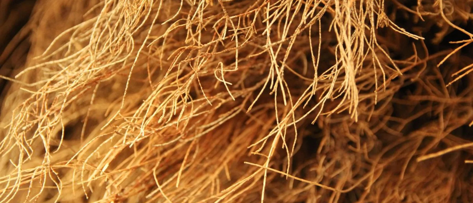 Usira (Vetiver Root)