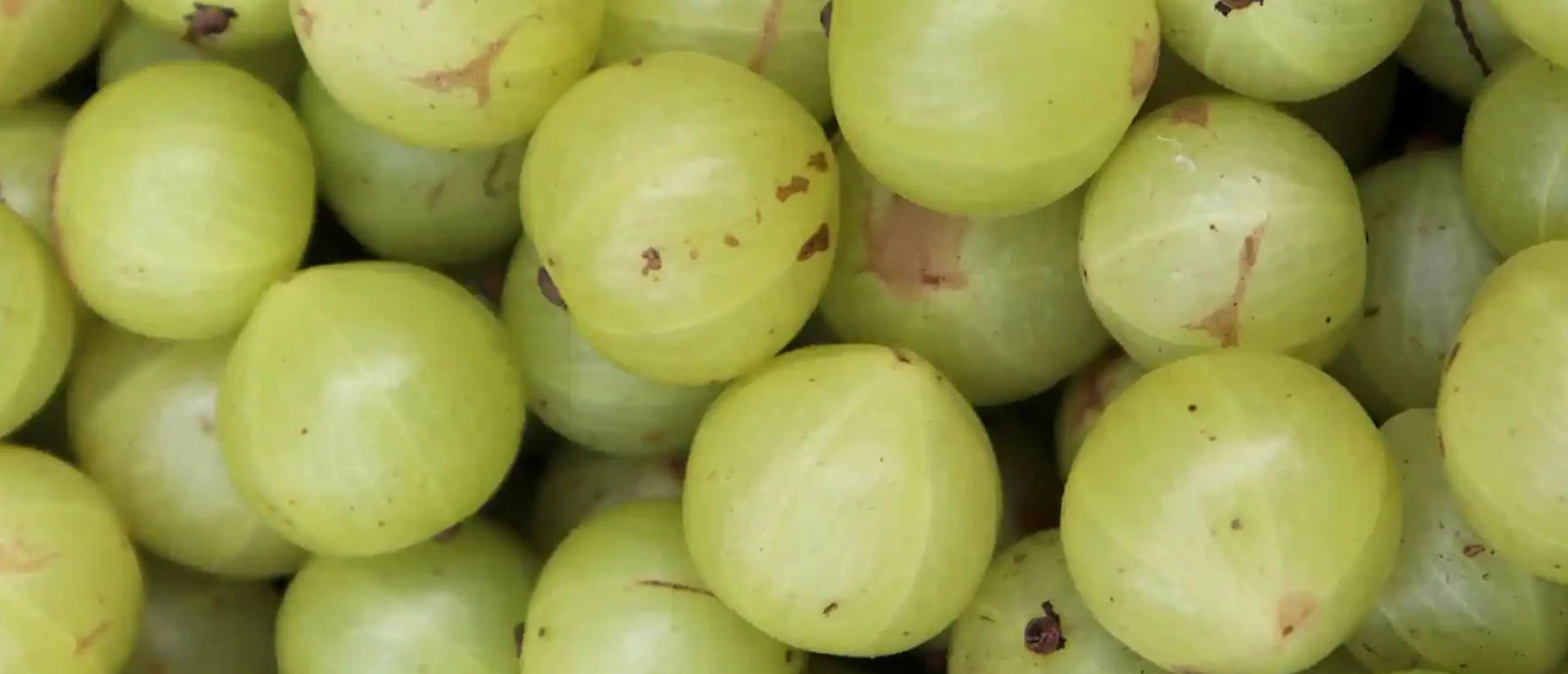 Indian Gooseberry (Amla)